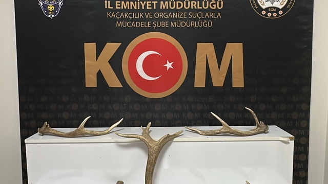 Kırşehir'de iş yerinde kızıl geyik boynuzu ele geçirildi