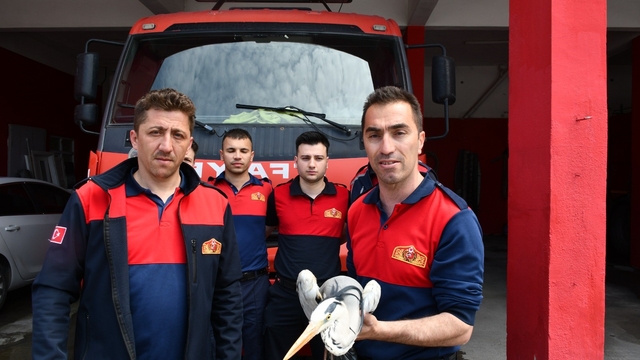 Alaplı'da yaralı gri balıkçıl için zamanla yarış