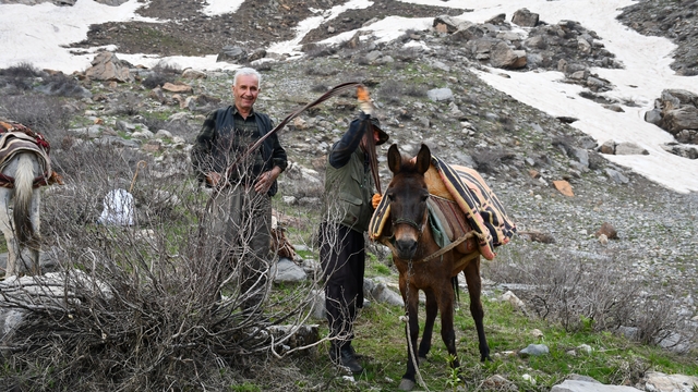 Pancar toplamak için dağ bayır demeden geziyorlar