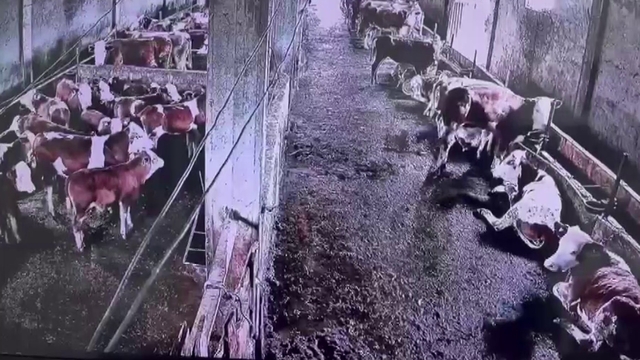 İnsanların hissetmediği depremi inekler hissetti
