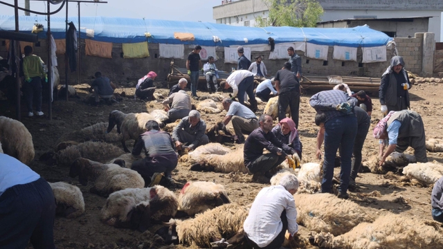 Şırnak'ta göçerler yüzlerce koyunu imece usulü kırkıyor
Cudi eteklerinde asırlık dayanışma