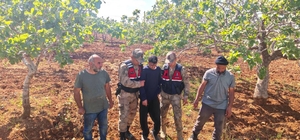 Şanlıurfa'da kaybolan çocuk fıstık bahçesinde bulundu