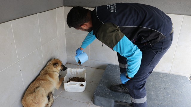 Kütahya'da sahiplendikleri köpekleri sokağa bırakanlara para cezası uygulandı