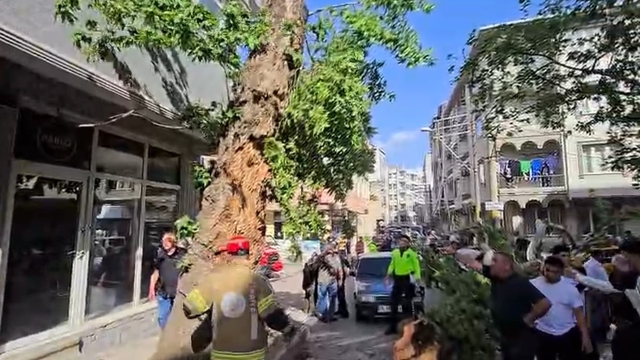 Bursa'da seyir halindeki araçların üzerine ağaç devrildi: 1 kişi yaralandı