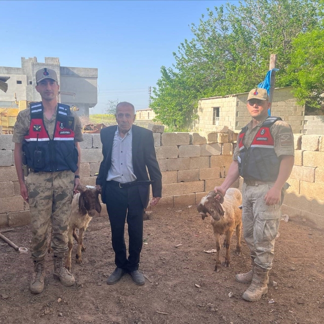 Kilis'te kaybolan koyunlar jandarma ekiplerince bulundu