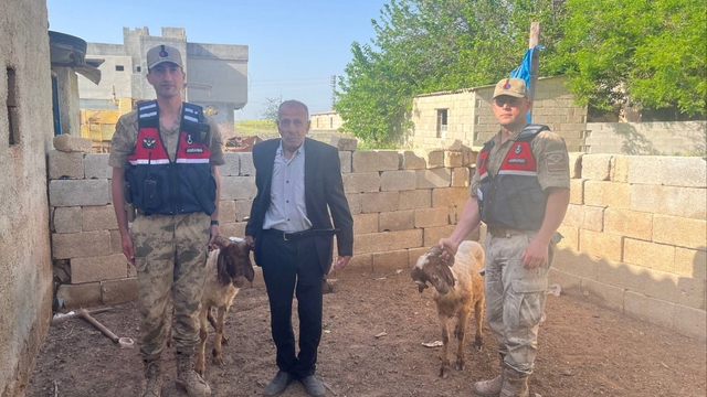 Kilis'te kaybolan koyunlar jandarma ekiplerince bulundu