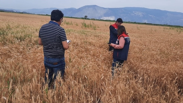 Söke'de hububat tarlalarında sıkı denetim
