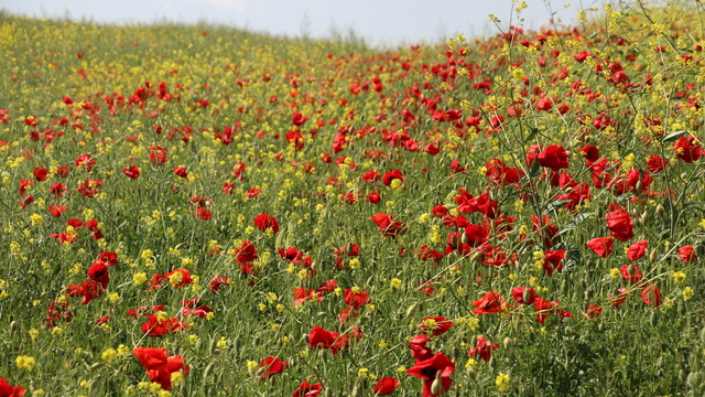Galeri