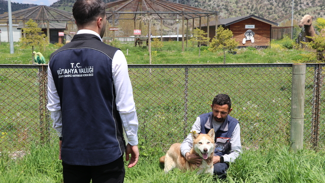 Kütahya'da 1,5 yılda yaklaşık 18 bin 600 sahipsiz köpek koruma altına alındı