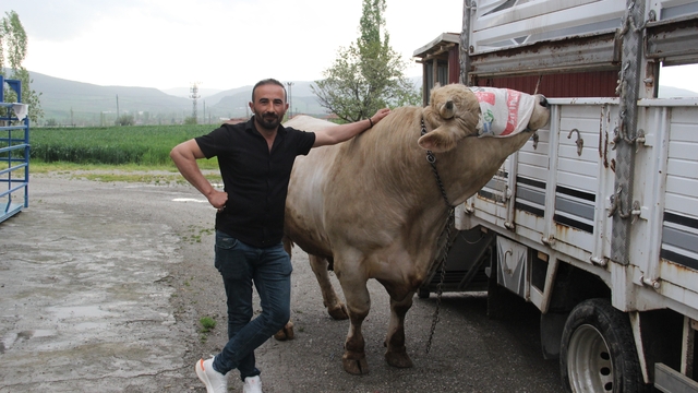 1,2 tonluk kurbanlık 650 bin liraya alıcısını bekliyor