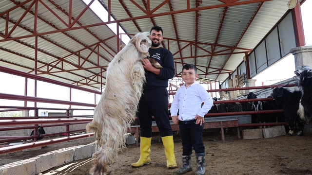 Kurban mesaisinde 'rekor' heyecanı: 140 kilogramlık dev keçi