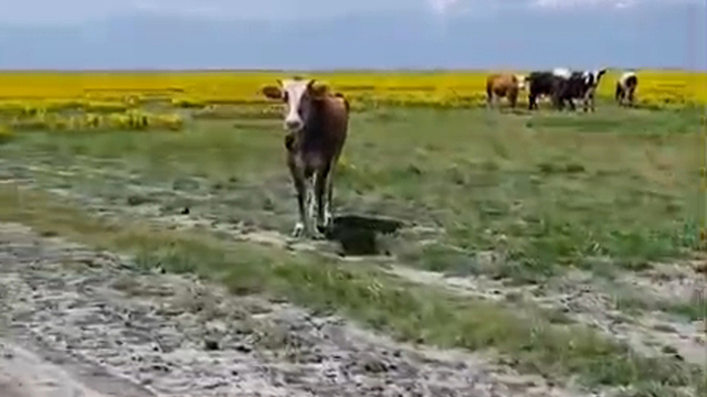 Koruma altındaki Eber sarısının yetiştiği alanda hayvan otlatılmasına inceleme