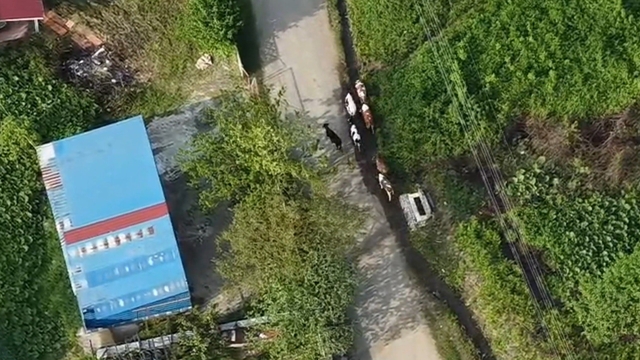 Vatandaşın kaybolan büyükbaşlarını jandarma dron ile buldu
2 gündür aranan 7 büyükbaş hayvan sahibine teslim edildi