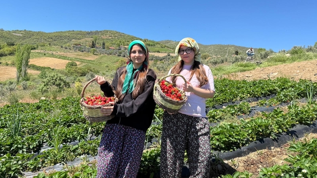Salihli'de gönüllü gençler çilek hasadı yaptı