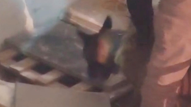 İş yerindeki uyuşturucuyu narkotik köpeği  'Zeus' buldu