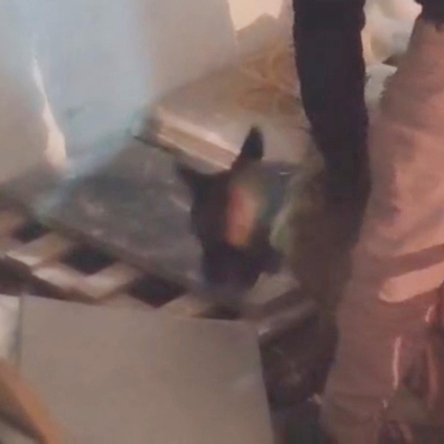 İş yerindeki uyuşturucuyu narkotik köpeği  'Zeus' buldu