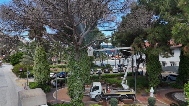 Alanya'da Akdeniz çam kabuk böceğine karşı ortak mücadele başlatıldı