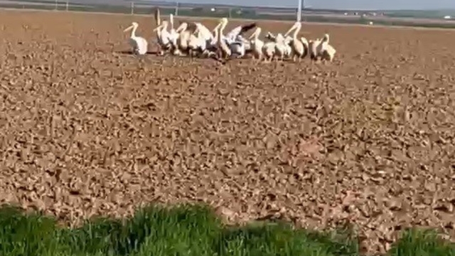 Pelikan sürüsünü tarlada gören çiftçilerin tarifi ilgi çekti
Karapınar'da vatandaş pelikan sürücüsünü görüntülerken, bir çiftçinin ölen pelikanı tarifi ilgi çekti