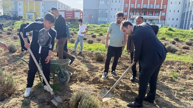 Çavdarhisar'da öğrenciler okulun tarım alanına lavanta fidanı dikti