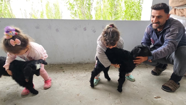 Hasköy'de gök gürültüsünden korkan yavru keçiler balkona sığındı