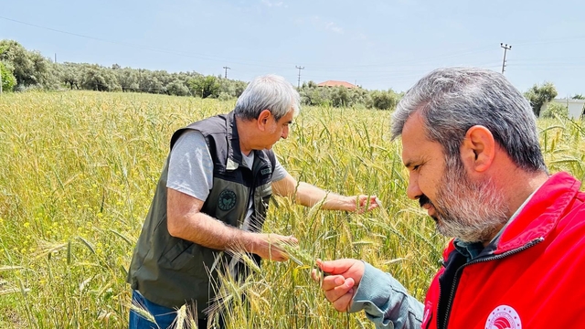 Menteşe'de ekipler sahada hastalık ve süne denetiminde