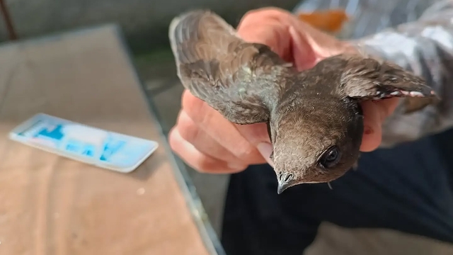 İslahiye'de yaralı halde bulunan ebabil kuşu koruma altına alındı
