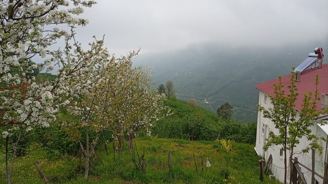 Hendek'in yüksek kesimlerinde bahar ve sis bir arada
