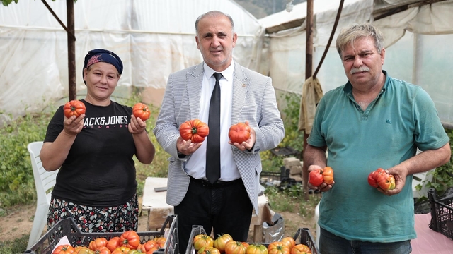 Başkan Kaya, çiftçiler gününde domates hasadına katıldı