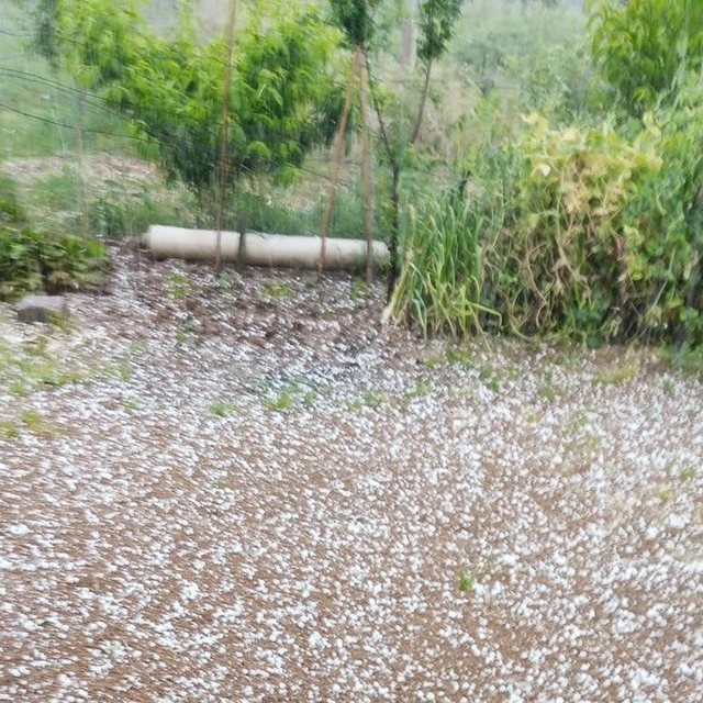 Sarıgöl'de bağlar dolu yağışıyla beyaza büründü