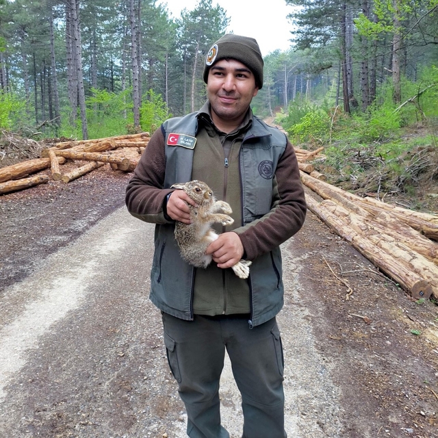 Bolu'da tomrukların arasına sıkışan yavru tavşanı ormancılar kurtardı