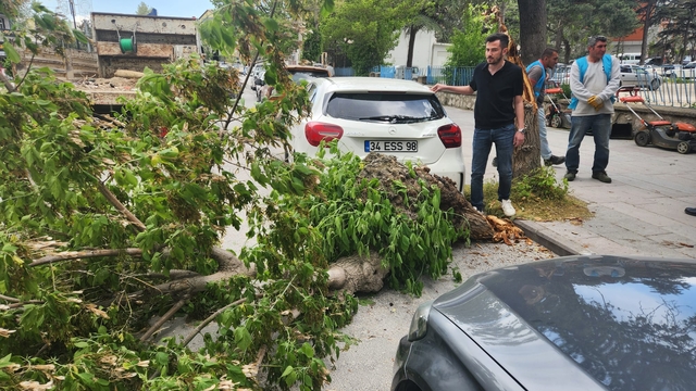 Akşehir'de kuvvetli rüzgar nedeniyle devrilen ağaç otomobilde hasara neden oldu