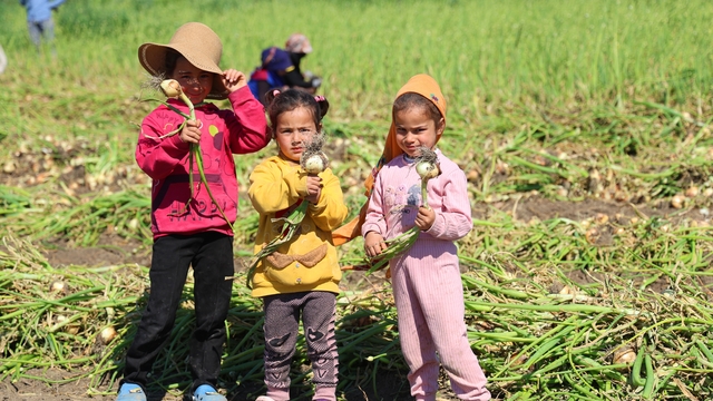Mevsimlik tarım işçisi ailelerin çocukları okula gitmek yerine tarlada
Çocuklar okul yerine tarlada