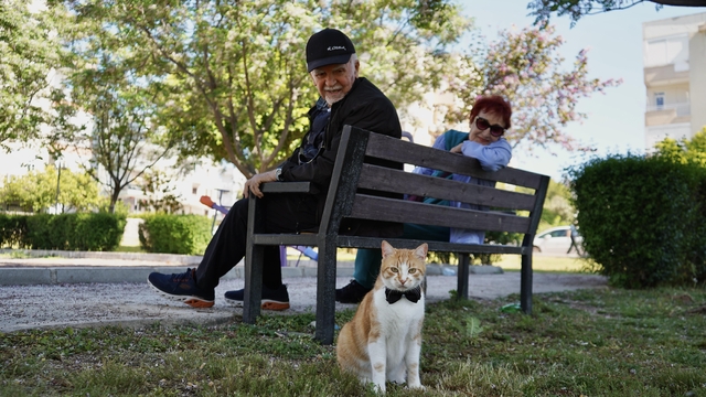 Papyonlu kedi 'Foça', emekli çiftin hayatını değiştirdi