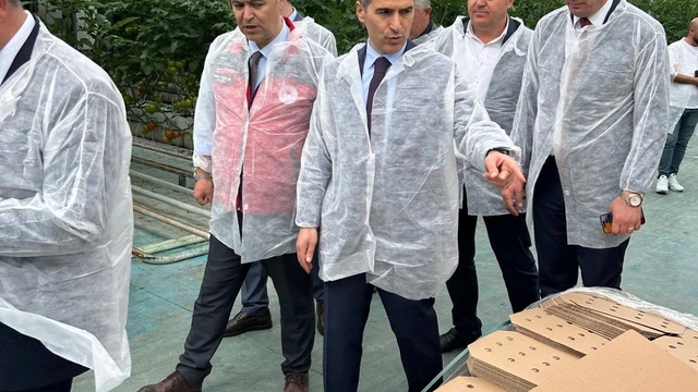 Vali Aktaş domates hasadı yaptı