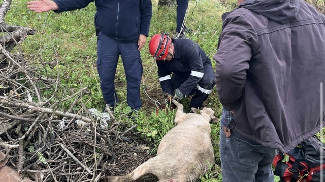 Gönen'de 6 metrelik kuyuya düşen koyun operasyonla kurtarıldı