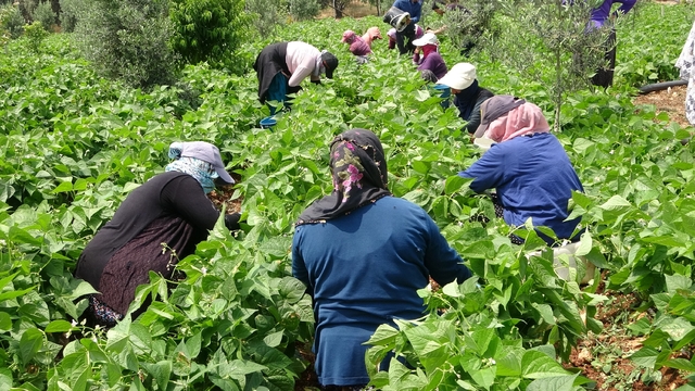 Turfanda 'sarıkız' hasadı başladı: Kilosu 100 TL'den alıcı buldu