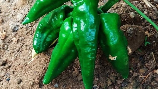 Ata tohumu Emcelli Biberi kilosu 400 TL'den satılıyor
