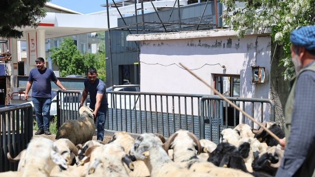 Diyarbakır'dan şehir dışına kurbanlık sevki devam ediyor