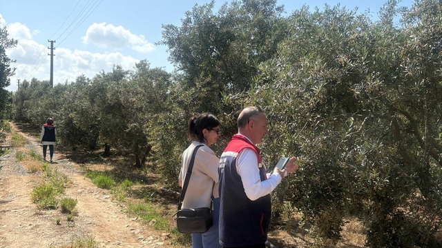 Didim'de zeytin verim tespit çalışmaları başladı