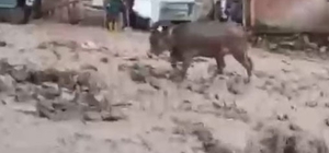Şebinkarahisar'da şiddetli yağış
Merada otlayan hayvanlar sel sularına kapı...