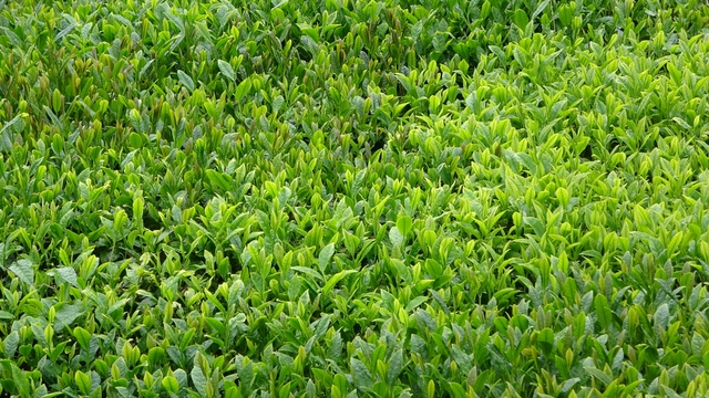 Trabzon'da yaş çay sezonu dualarla açıldı