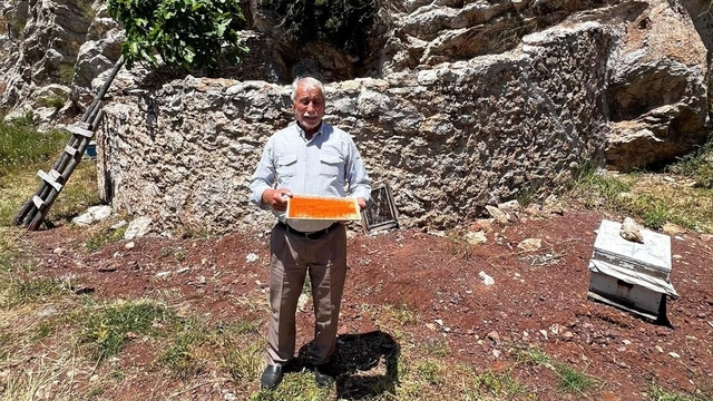 Marmaris'in tarihi arı avluları "bal ormanı" projesiyle yeniden canlanıyor
