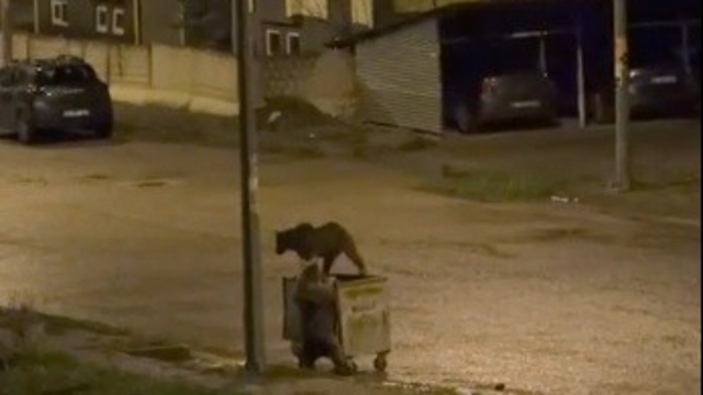 Kars'ta ayıların görev paylaşımı: Biri yedi, diğeri nöbet tuttu