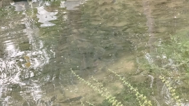 Fırat Nehri'nde akıntı arttı: Binlerce balık kıyıya akın etti