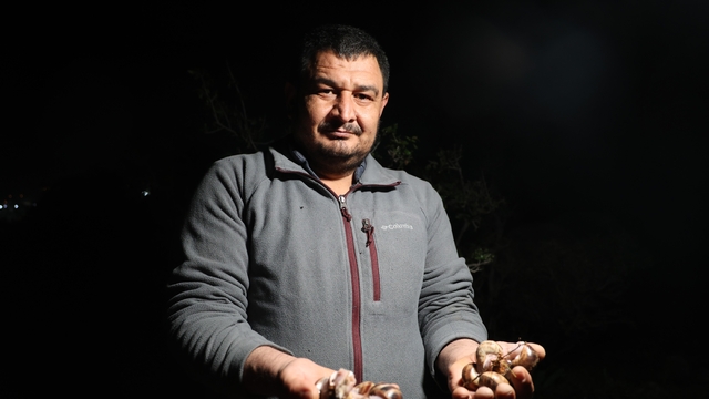 Adana'da salyangoz mesaisi: Kilogramı 35 lira
Kara salyangozları, vatandaşların ek gelir kapısı oldu
Kozmetik, ilaç sanayi ve turistik tüketim amacıyla özel izinle salyangoz topluyorlar