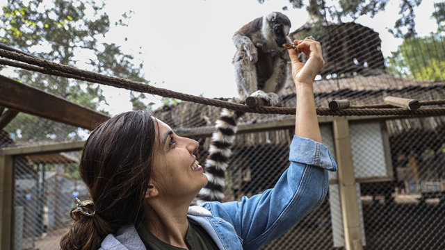 Antalya Doğal Yaşam Parkı'nda yavru lemur sevinci
Lemur ailesinin yeni üyesi sevimli "Zabumafu" oldu