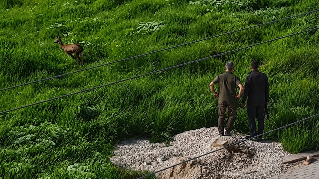 Kırşehir'de kent merkezine inen karaca kamerada