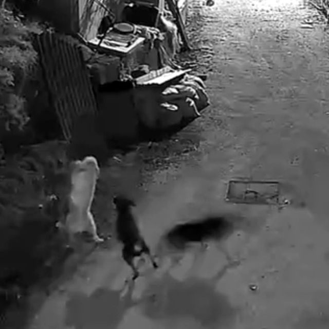 Kurtlar, indikleri köyde köpeği boğdu
