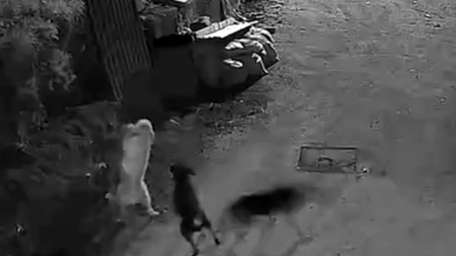 Kurtlar, indikleri köyde köpeği boğdu