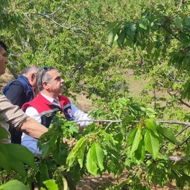 Aydın'da dolu vurdu, zarar gören tarım arazileri yerinde incelendi